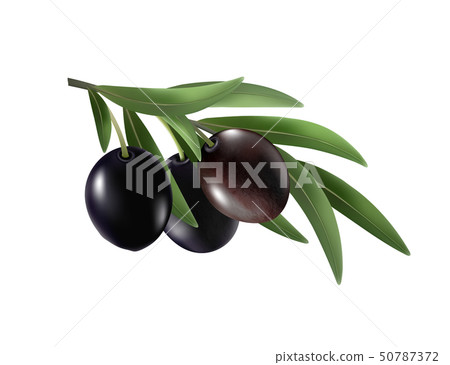 Isolated olives. Three black olive fruits on a branch with leaves isolated on transparent background Isolated olives. Three black olive fruits on a branch with leaves isolated on transparent background 50787372