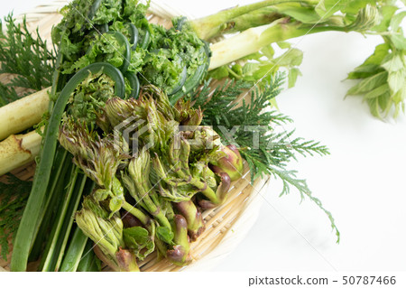 Spring wild plant 50787466