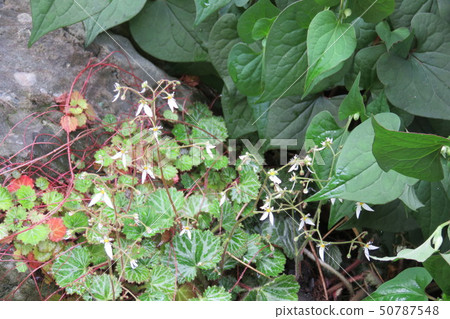 Yukinoshita flower Yukinoshita flower 50787548