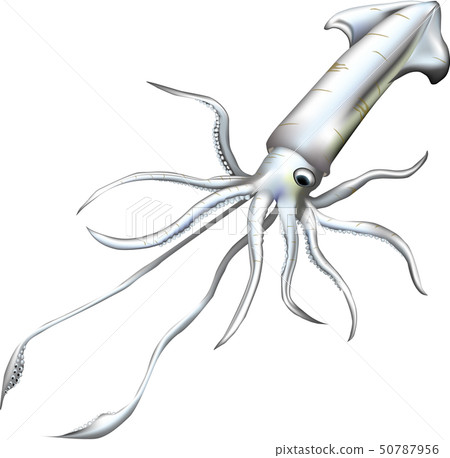 Yellow squid illustration (vector) 50787956