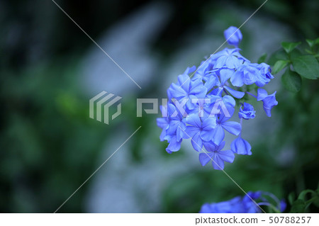 Prumbago ruri matsuri plant summer flowers evergreen blue flowers Prumbago ruri matsuri plant summer flowers evergreen blue flowers 50788257