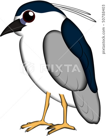 Bird little eagle illustration 50788403