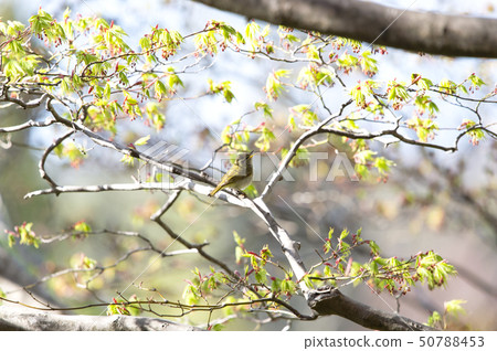 Sendimushikui 50788453