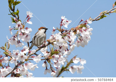 New Years New Years 50788464