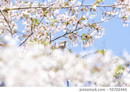 新的一年 50788466