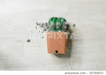 activity cactus calm garden 50788653
