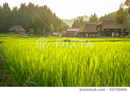 夏季鄉村景觀（在蘆之島環村的黃昏） 50788666