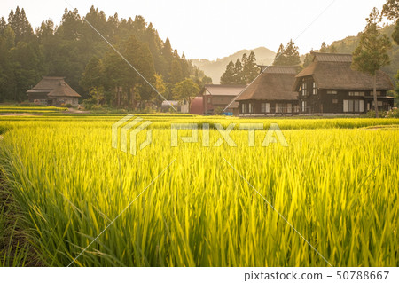 夏季鄉村景觀(在蘆之島環村的黃昏) 夏季鄉村景觀(在蘆之島環村的黃昏) 50788667