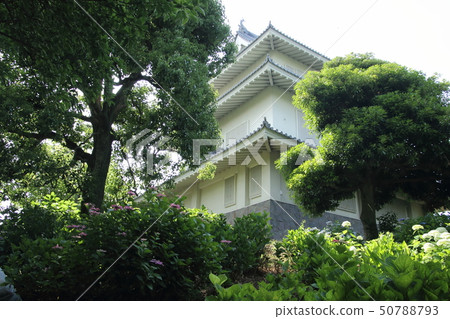 Kisai Ajisai Road 50788793