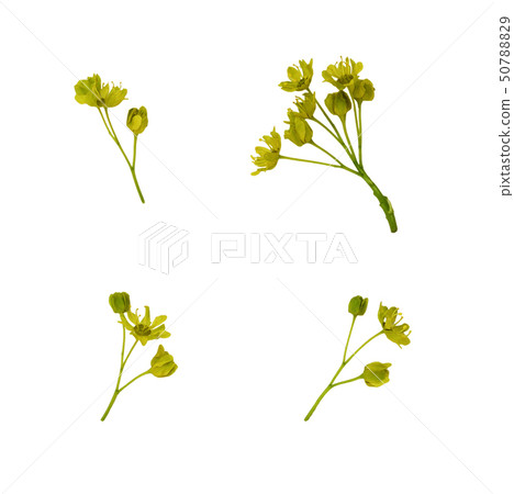 Set of small green flowers Set of small green flowers 50788829