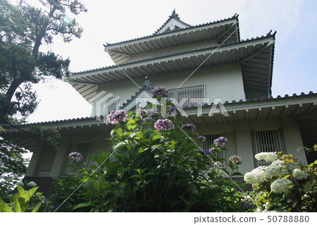 Kisai Ajisai Road 50788880