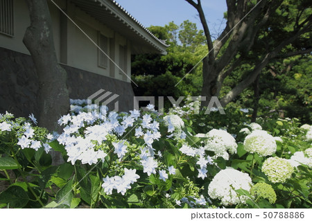 Kisai Ajisai Road 50788886