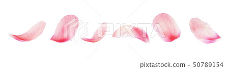 Set of pink peony petals 50789154