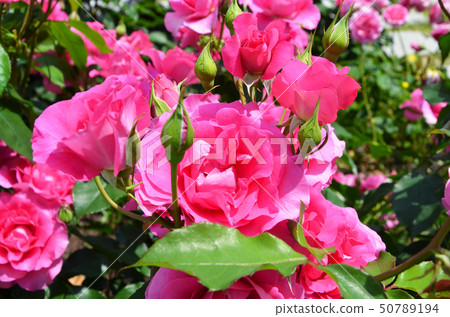 大阪Nakanoshima玫瑰園的風景 50789194