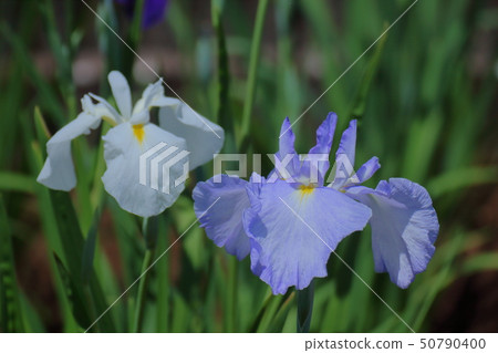 像玫瑰一樣優雅地綻放 像玫瑰一樣優雅地綻放 50790400