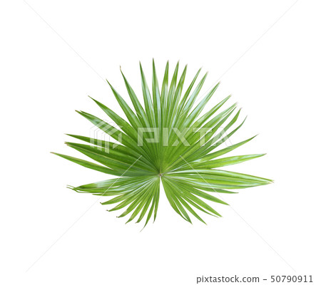 tropical nature green fan palm leaf pattern on tropical nature green fan palm leaf pattern on 50790911