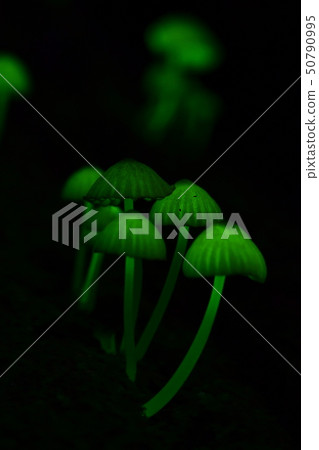 信濃Tomoshibi Take 50790995