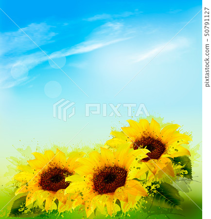 Nature background with sunflowers and blue sky. 50791127