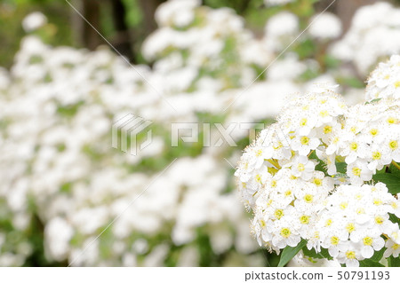 Kodemari 50791193