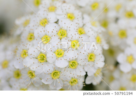 Kodemari 50791194