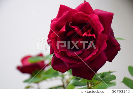 A rose of one rose, a crimson rose 50793143