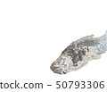 Rainbow trout 50793306