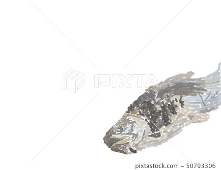 虹鱒魚 虹鱒魚 50793306