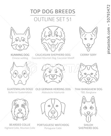 Top dog breeds. Hunting, shepherd and companion 50793472