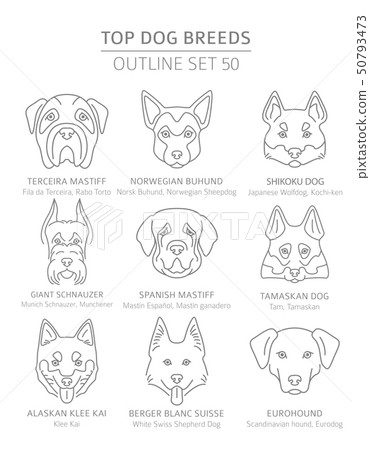 Top dog breeds. Hunting, shepherd and companion 50793473