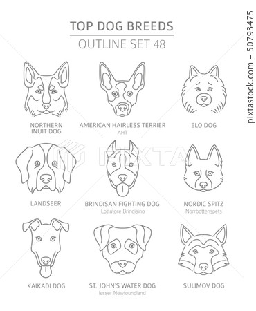 Top dog breeds. Hunting, shepherd and companion 50793475