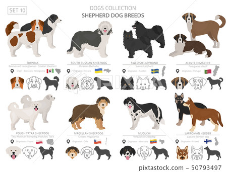 Shepherd and herding dogs collection isolated on Shepherd and herding dogs collection isolated on 50793497