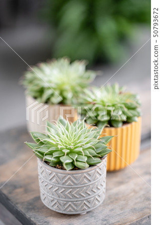 Cactus lover. Collection of succulents in stylish ceramic pots on the wooden table. Minimalistic Cactus lover. Collection of succulents in stylish ceramic pots on the wooden table. Minimalistic 50793672
