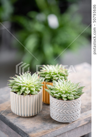 Cactus lover. Collection of succulents in stylish ceramic pots on the wooden table. Minimalistic Cactus lover. Collection of succulents in stylish ceramic pots on the wooden table. Minimalistic 50793686