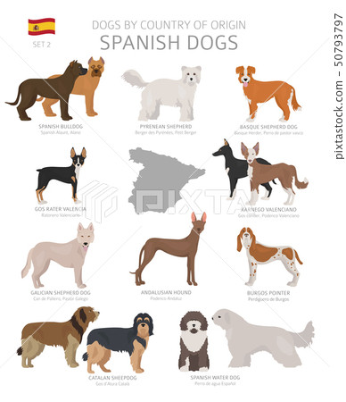 Dogs by country of origin. Spanish dog breeds. Dogs by country of origin. Spanish dog breeds. 50793797