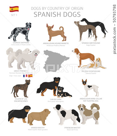 Spanish small dog store breeds