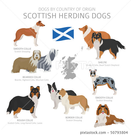 what is the most popular dog in scotland