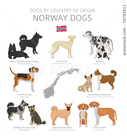 Dogs by country of origin. Norway dog breeds. 50793811