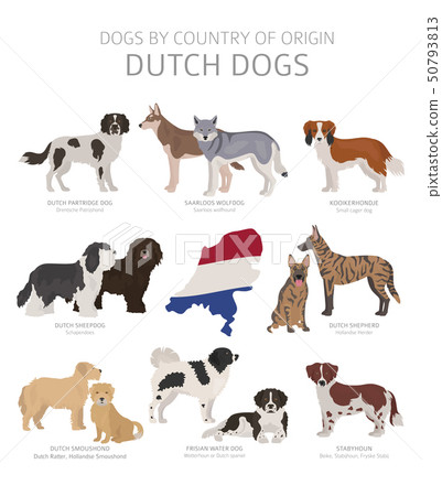 a dogs way home dog breed dutch