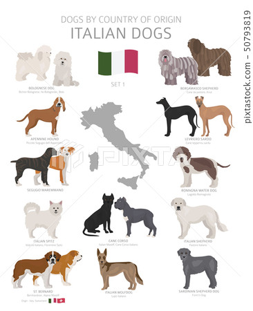 Dogs by country of origin. Italian dog breeds. 50793819