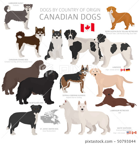 Dogs by country of origin. Canadian dog breeds. - Stock Illustration ...