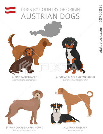 austrian herding dog