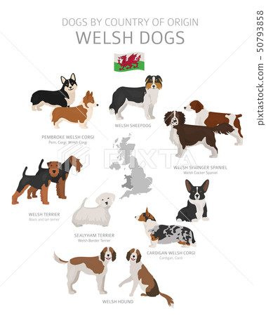 Dogs by country of origin. Welsh dog breeds. Dogs by country of origin. Welsh dog breeds. 50793858