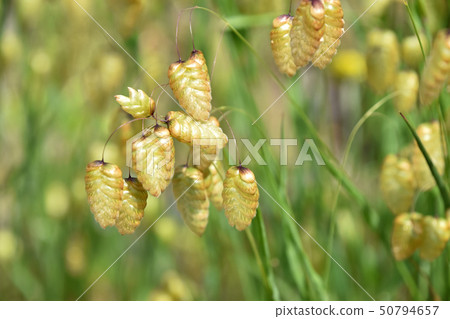 Cobanx(Oryza草) Cobanx(Oryza草) 50794657