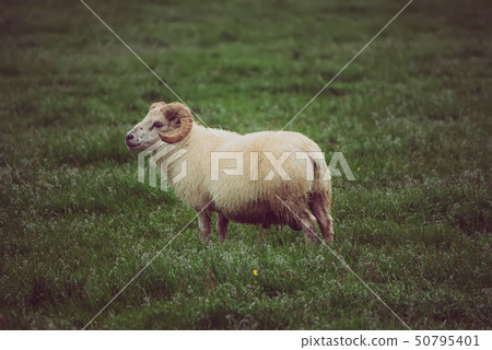 Sheep grazing in Iceland Sheep grazing in Iceland 50795401