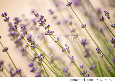 Lavender beautiful flowers Lavender beautiful flowers 50795879