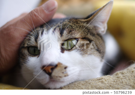 和貓一起生活 50796239