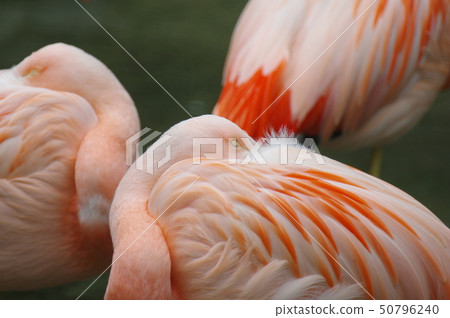 火烈鳥 50796240