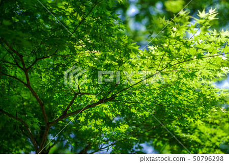 Fresh green Fresh green 50796298