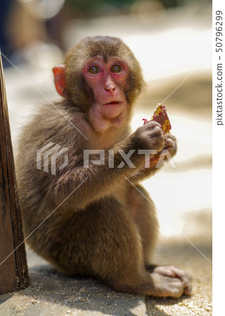 Takasakiyama child monkey Takasakiyama child monkey 50796299