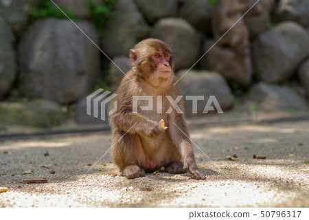 Takasakiyama child monkey 50796317